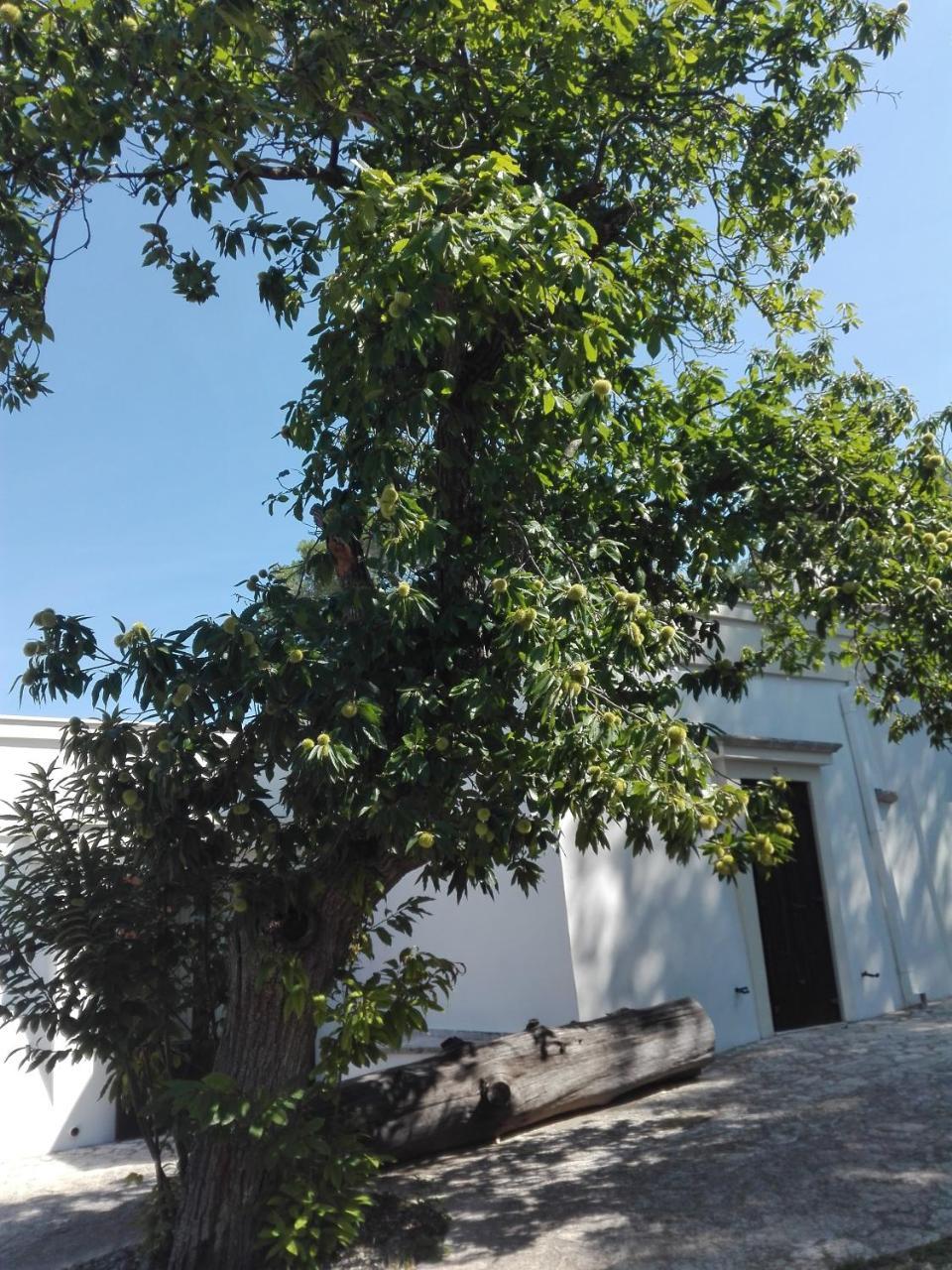 B&B Villa Rosanna Fasano Bagian luar foto